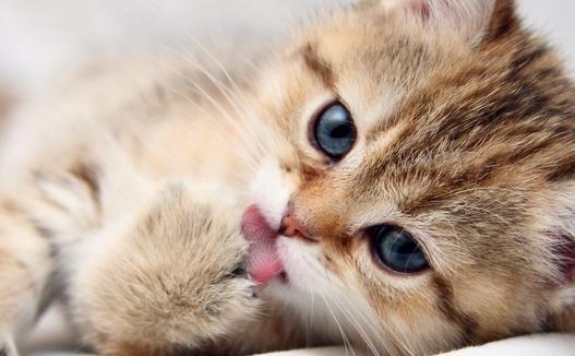  �����߲�����ǣ�è���γ���ʲô����