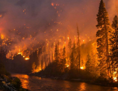 JD-SLQXɭ������վ���ɭ�ֻ���