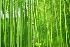 ֲ�����Ҫ������������